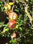 Punica granatum, Granatapfelbaum, Färbepflanze, Färberpflanze, Pflanzenfarben,  färben, Klostergarten Seligenstadt